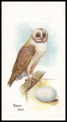 19 Barn Owl